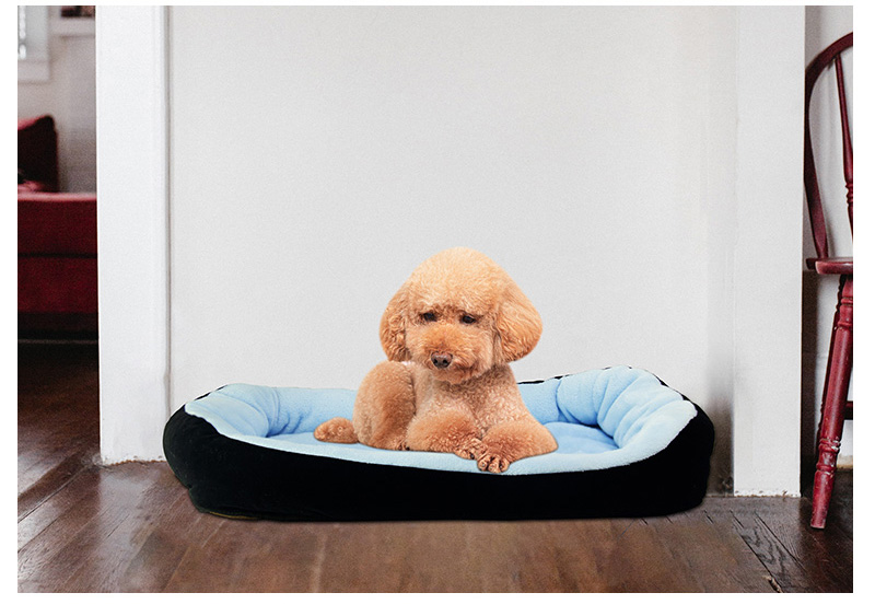 dog bed